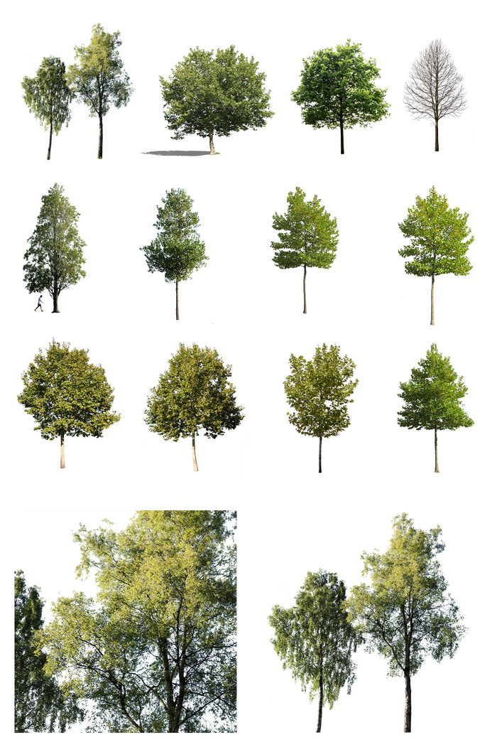 Medium Trees PNG Package — Diverse Cut Out Trees – Cutout|trees