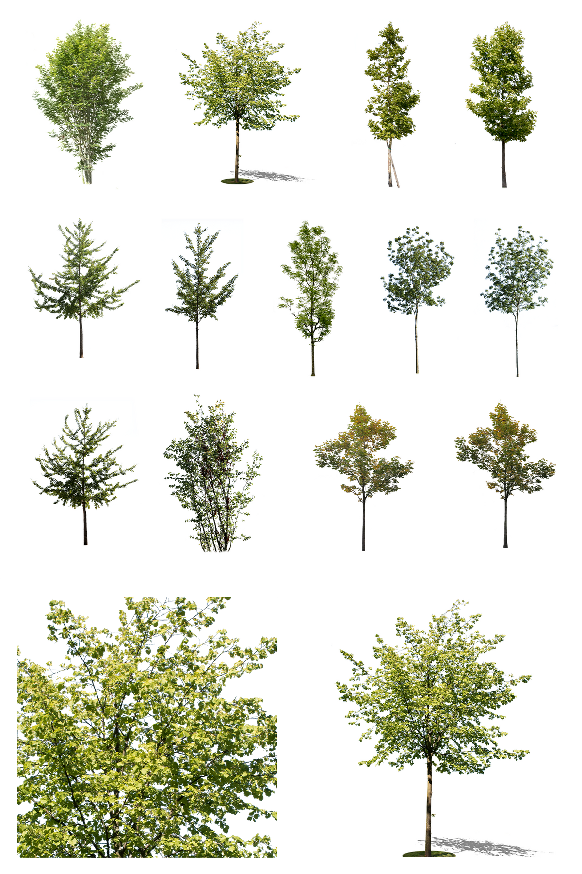 12 Small size trees Pack - cutout trees