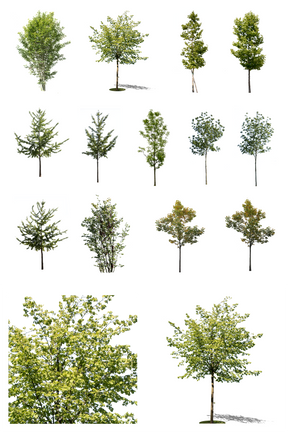 12 Small size trees Pack - cutout trees