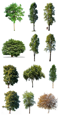 12 Large Trees Pack – Cutout|trees