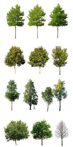 Medium Trees | Package – Cutout|trees