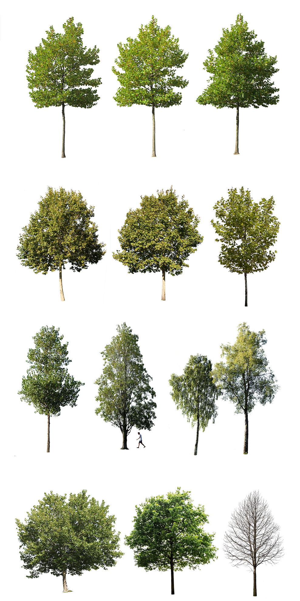 12 MEDIUM SIZE TREES PACK - cutout trees