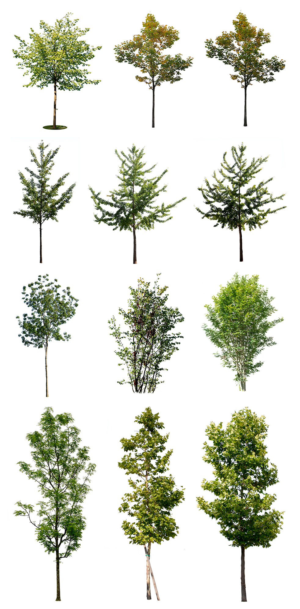 12 SMALL SIZE TREES PACK - cutout trees