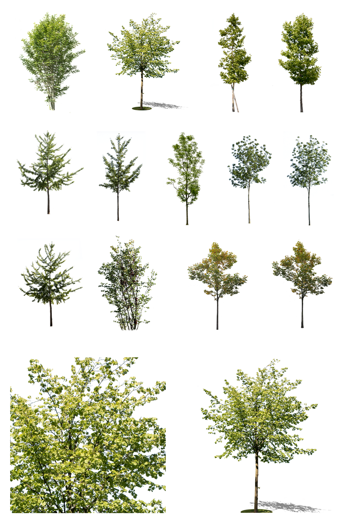 Small trees PNG package — 12 cutouts of ginkgo, plane, ash, and maple with transparent background