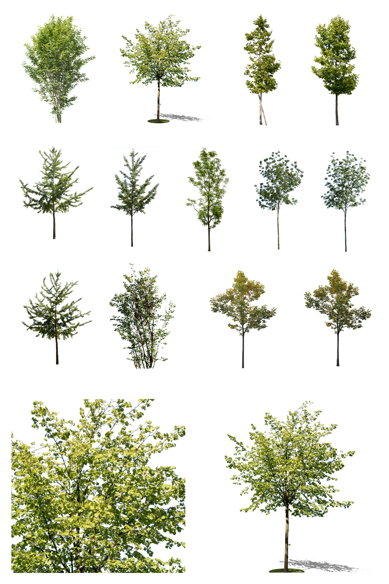 Small trees PNG package — 12 cutouts of ginkgo, plane, ash, and maple with transparent background
