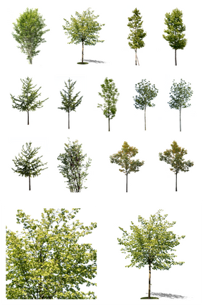 Small trees PNG package — 12 cutouts of ginkgo, plane, ash, and maple with transparent background