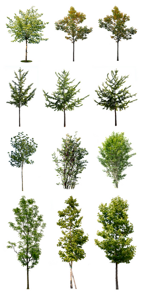 Small tree cutouts — package overview of 13 deciduous trees for visualization workflows