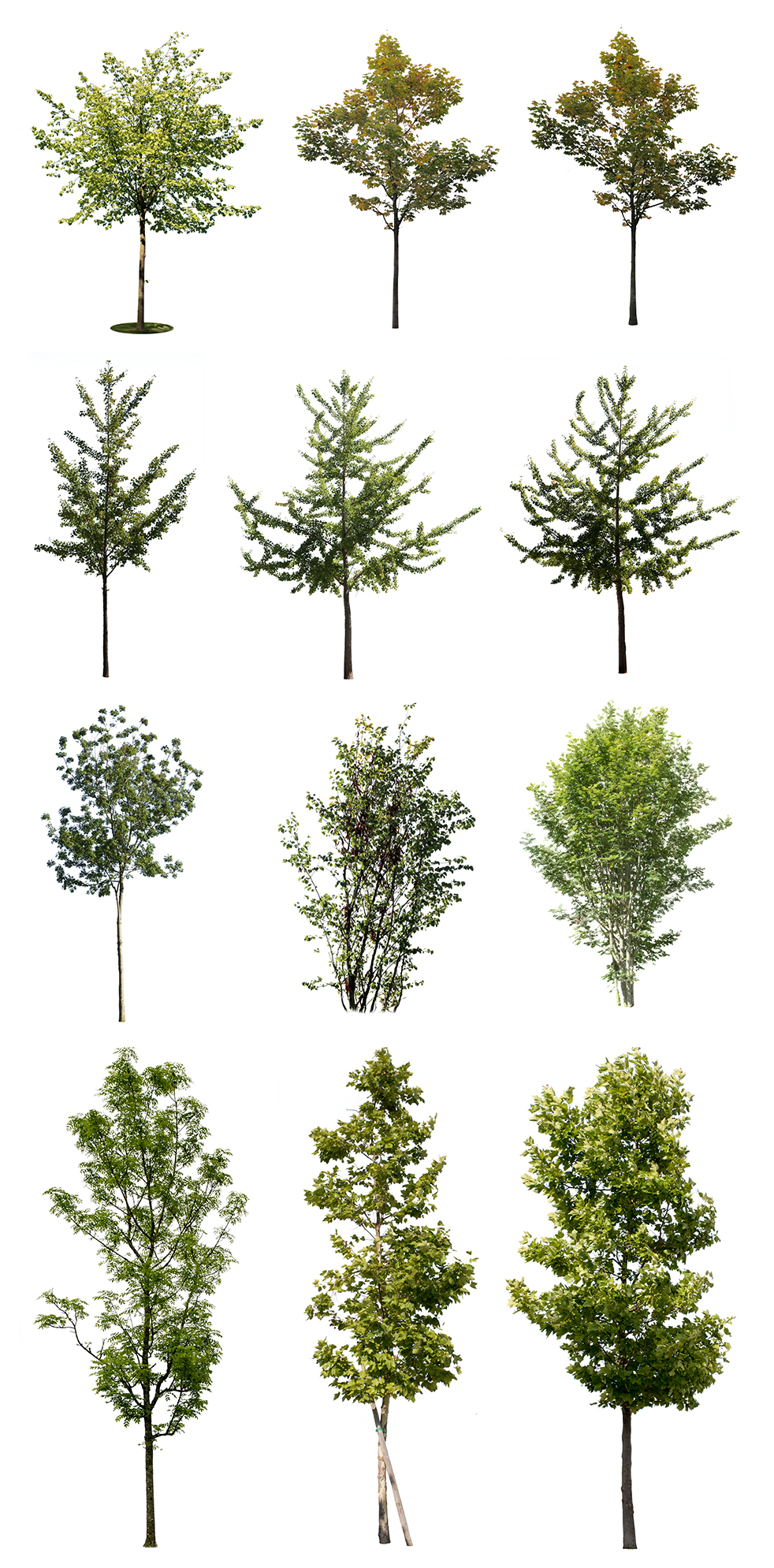 Small tree cutouts — package overview of 13 deciduous trees for visualization workflows