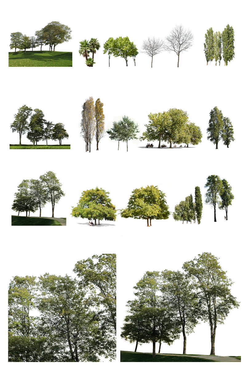Tree Groups PNG Package — Clustered Cut Out Trees – Cutout|trees