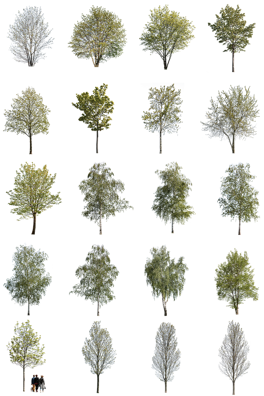 Spring Medium Tree Cutouts — 80 PNG for Architectural Renders – Cutout ...