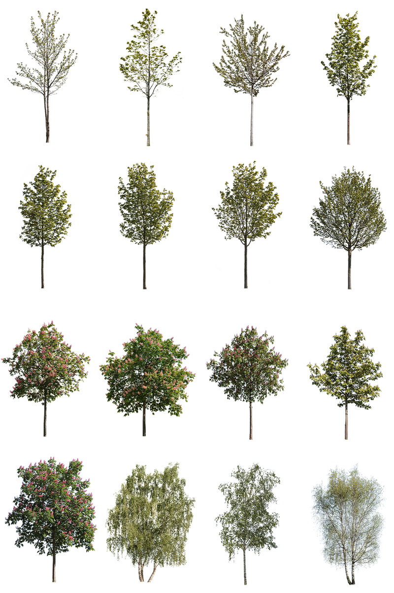 Spring Tree Cutouts — 71 Small PNG for Architectural Renders – Cutout|trees