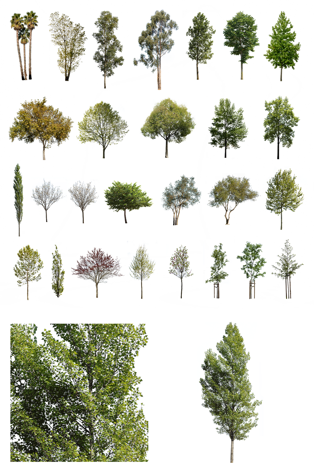 Diverse Trees PNG Package — 29 Mixed Species Cut Out Trees – Cutout|trees