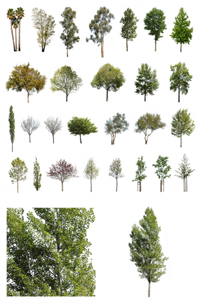28 Diverse trees Pack - cutout trees