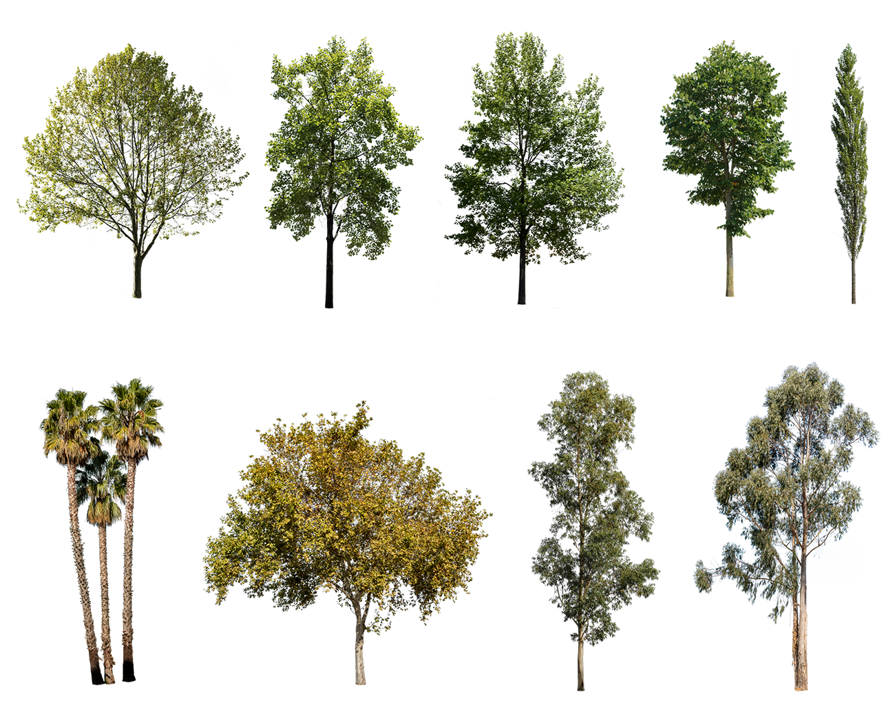 Diverse Trees PNG Package — 29 Mixed Species Cut Out Trees – Cutout|trees