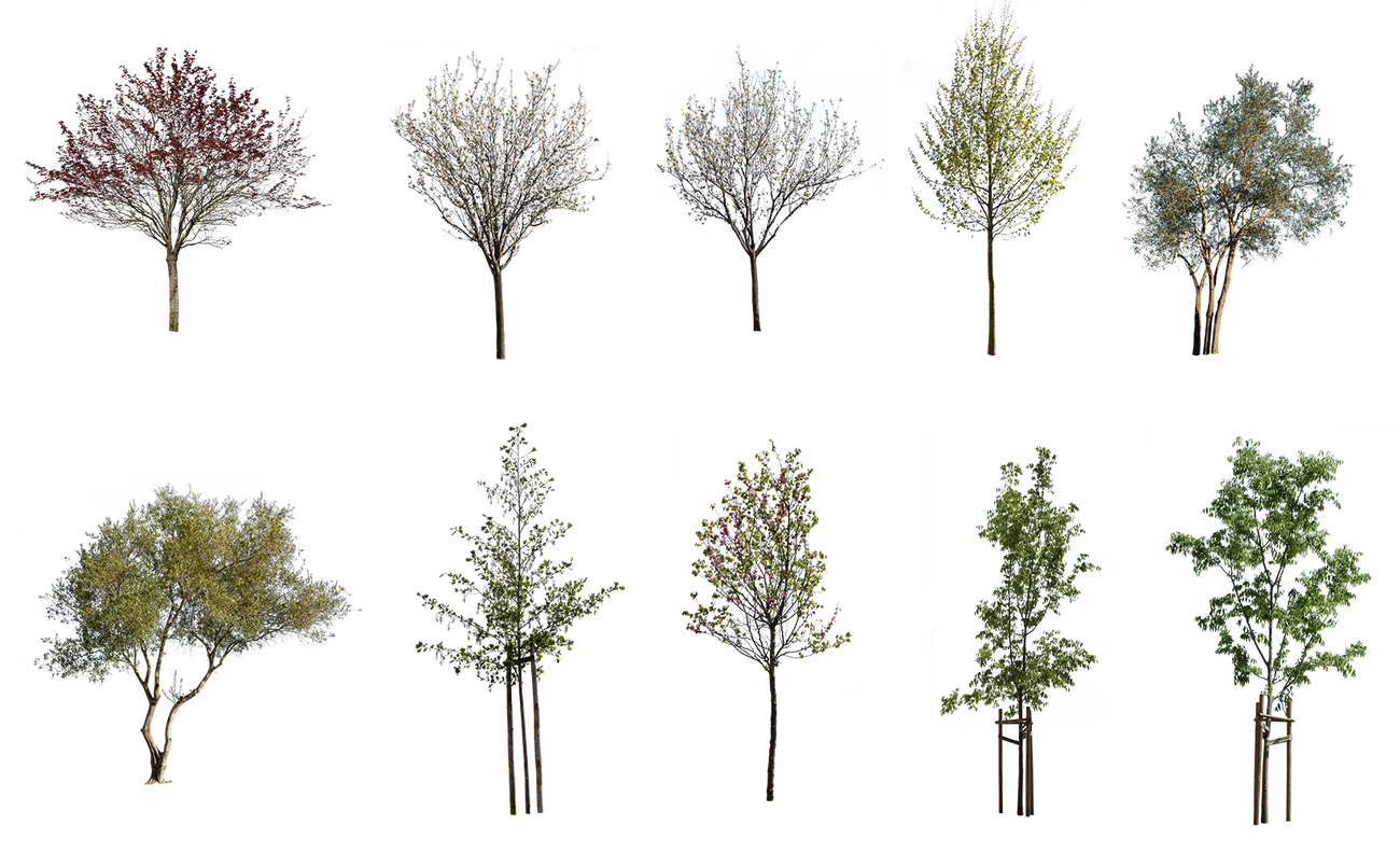Diverse Trees PNG Package — 29 Mixed Species Cut Out Trees – Cutout|trees