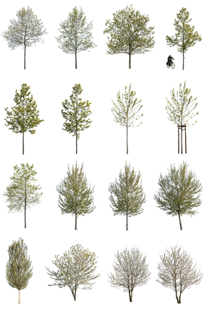 Spring | SMALL TREES PACKAGE