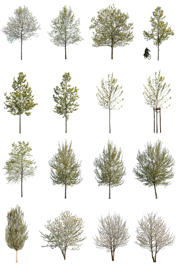 Spring Tree Cutouts — 71 Small PNG for Architectural Renders – Cutout|trees