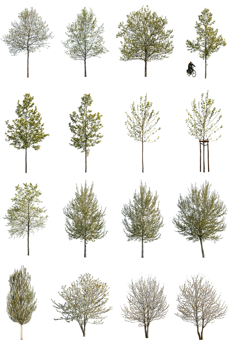 Spring Tree Cutouts — 71 Small PNG for Architectural Renders – Cutout|trees