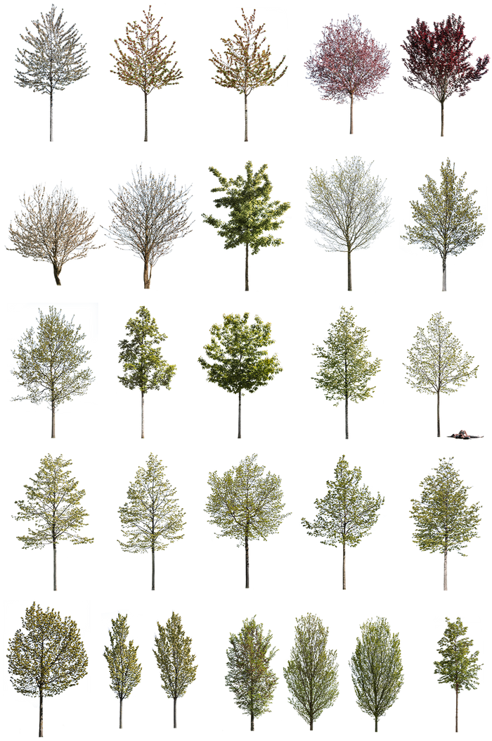 Spring Tree Cutouts — 71 Small PNG for Architectural Renders – Cutout|trees