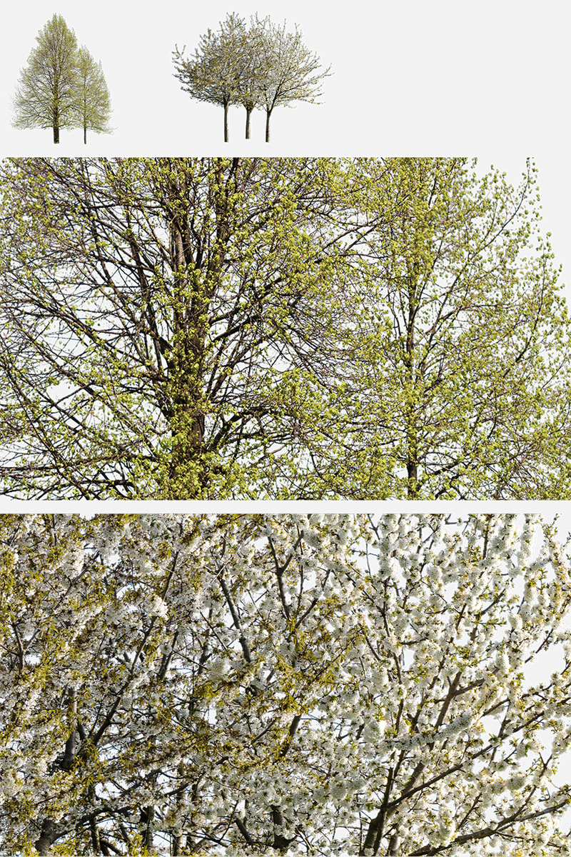 Spring Tree Groups Cutouts — 23 PNG for Architecture Renders – Cutout|trees