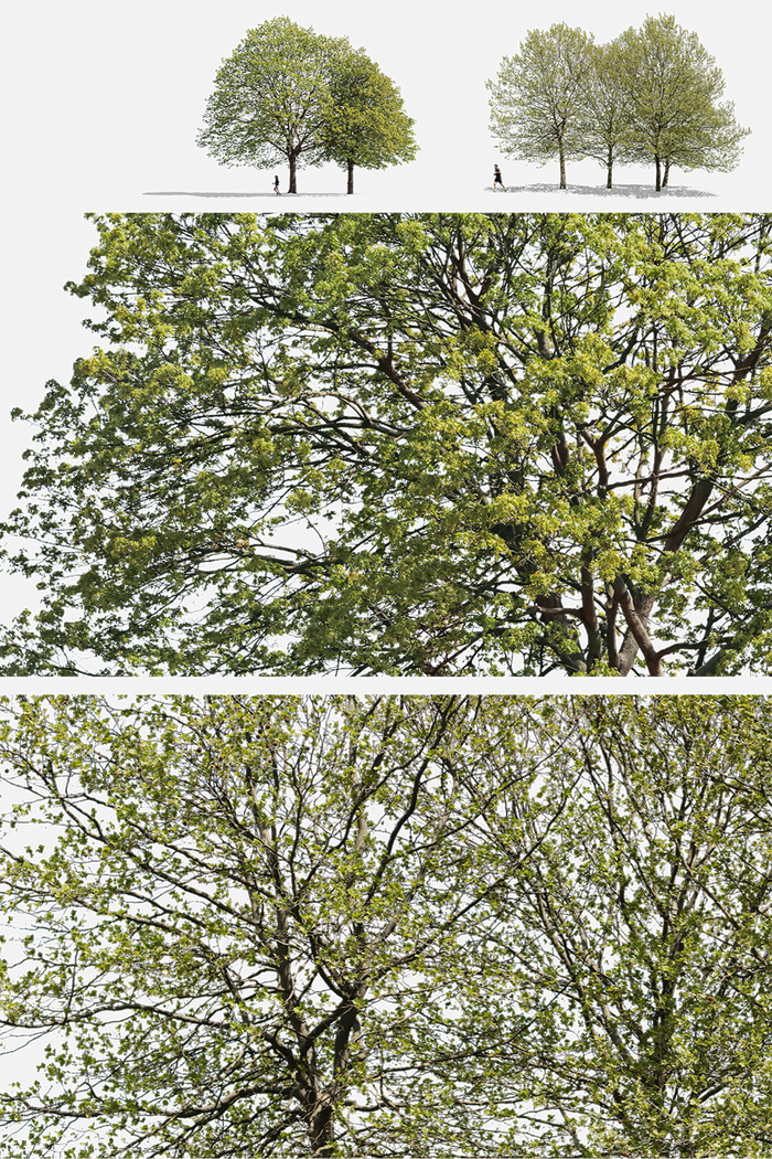 Spring Tree Groups Cutouts — 23 PNG for Architecture Renders – Cutout|trees