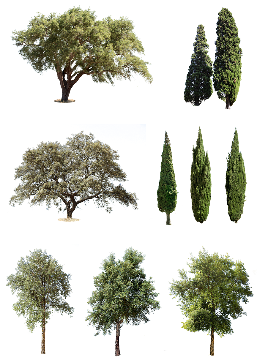 9 MEDITERRANEAN TREES PACK 1 - cutout trees