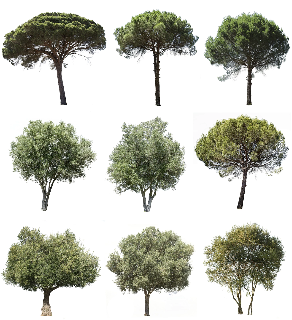 9 MEDITERRANEAN TREES PACK 2 - cutout trees