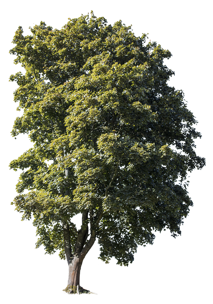 Acer campestre IV - cutout trees