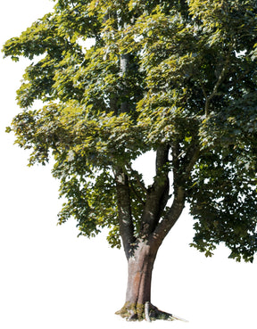 Acer campestre IV - cutout trees