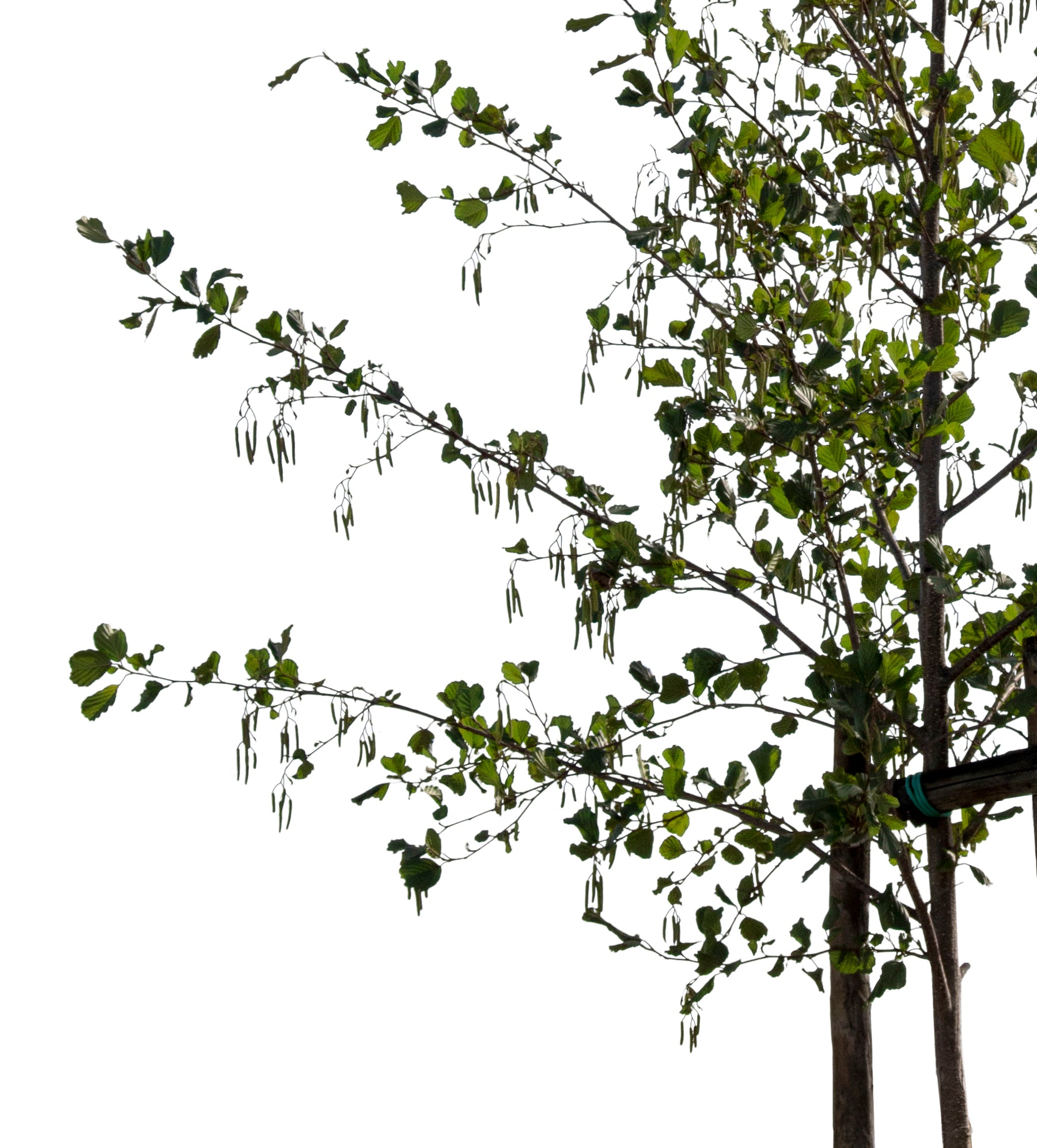 Alnus glutinosa - small - cutout trees