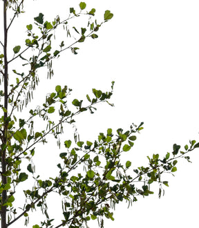 Alnus glutinosa - small - cutout trees
