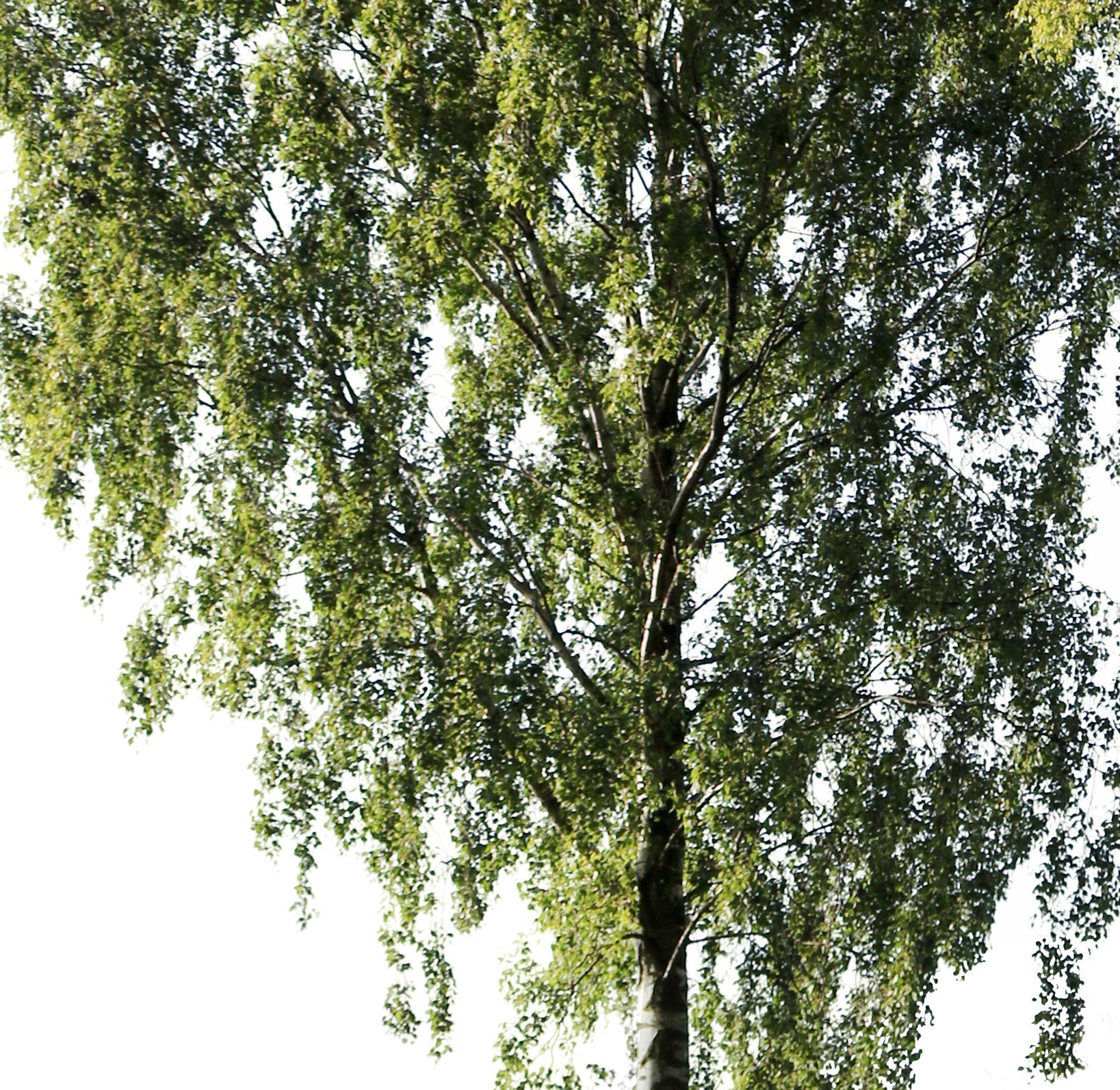 Betula pendula - cutout trees