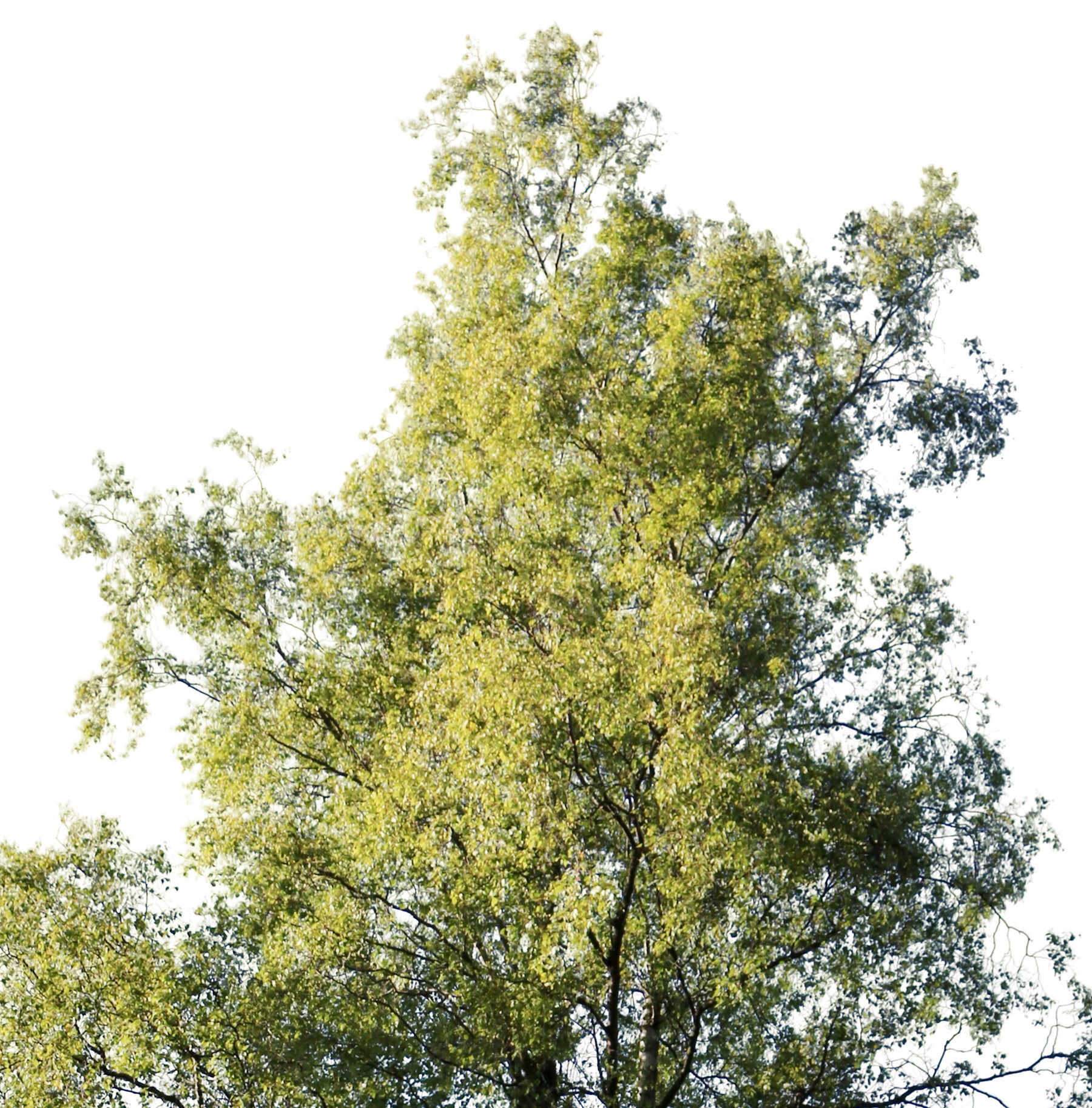 Betula pendula - cutout trees