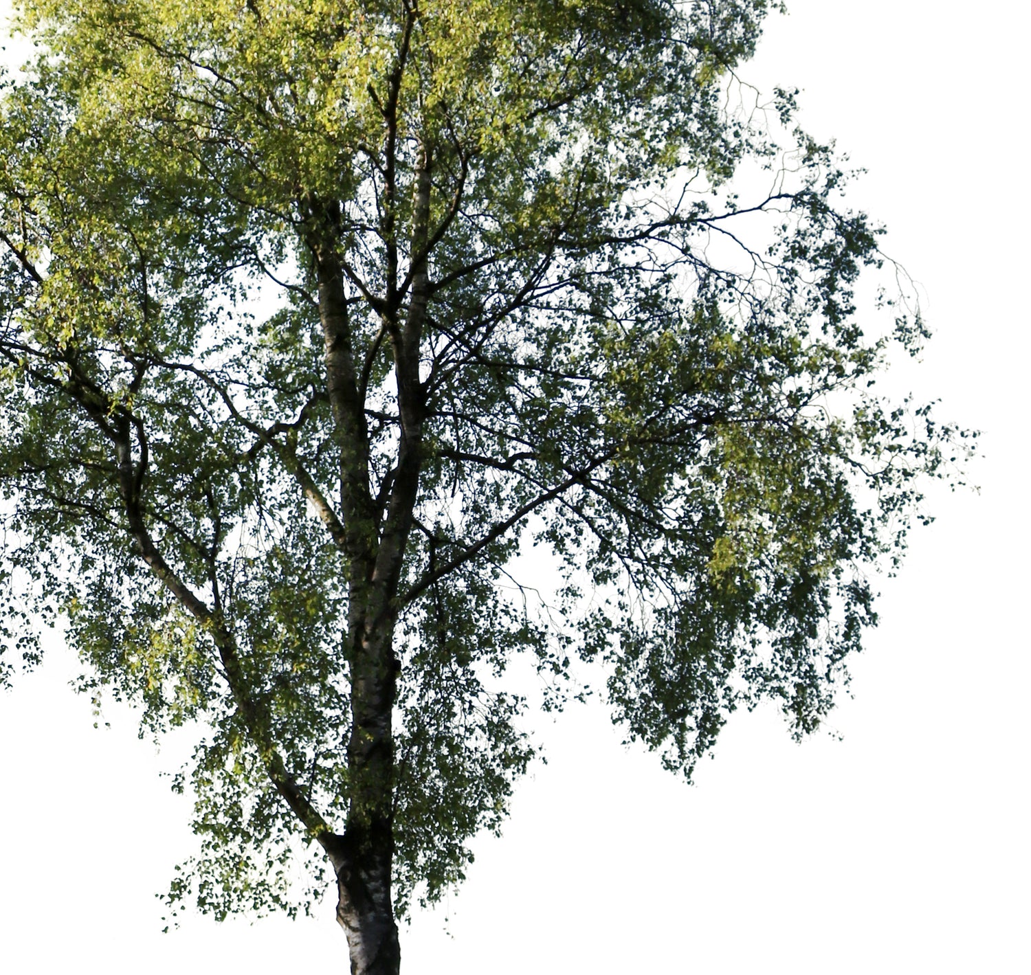 Medium Trees PNG Package — Diverse Cut Out Trees – Cutout|trees