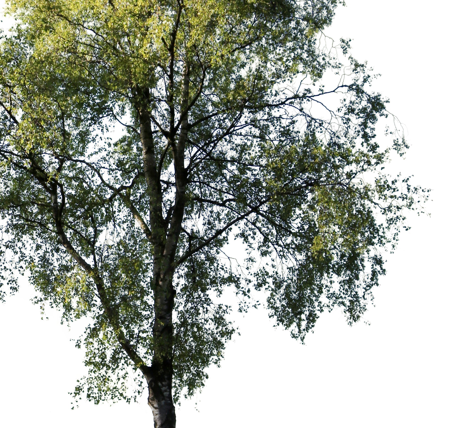12 MEDIUM SIZE TREES PACK - cutout trees