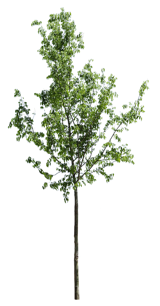 Celtis australis IV - cutout trees