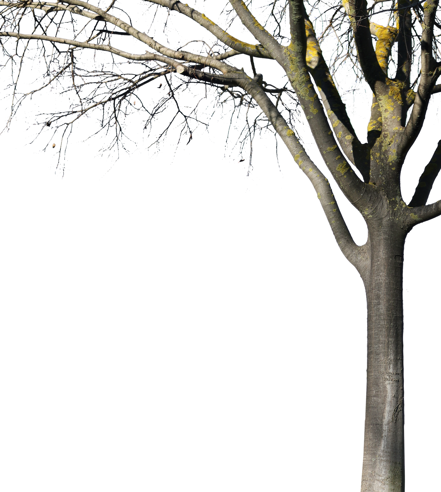 Celtis australis Winter - cutout trees