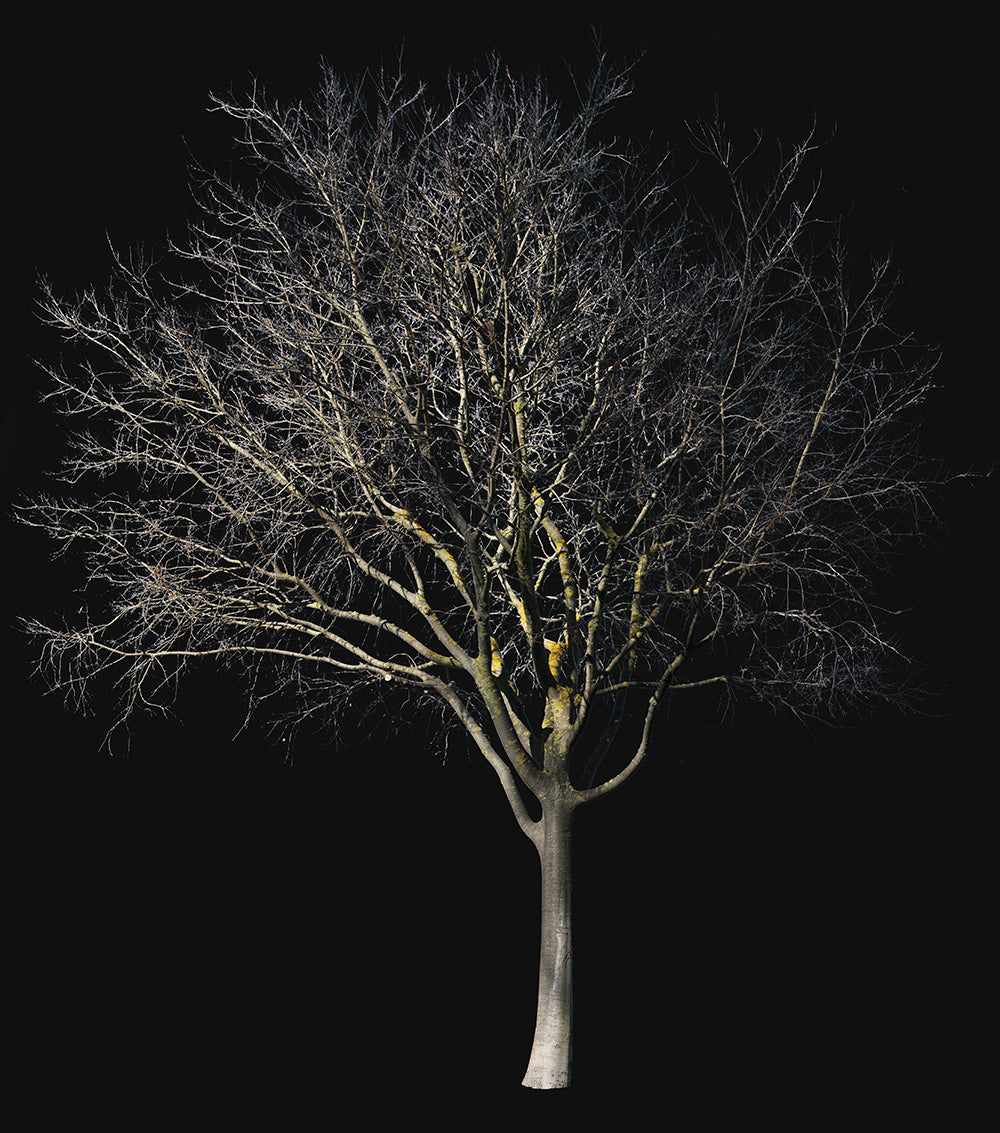 Celtis australis Winter - cutout trees