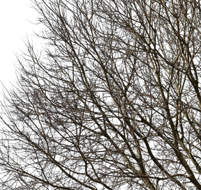Celtis australis Winter II - cutout trees