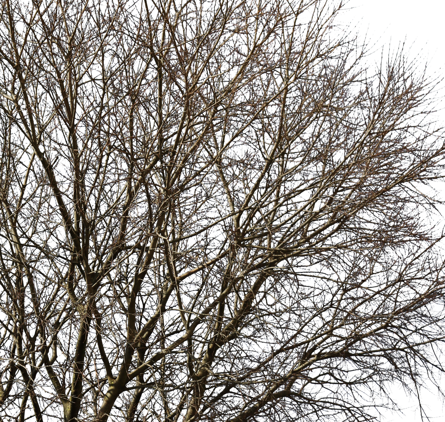 Celtis australis Winter II - cutout trees