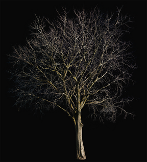 Celtis australis Winter III - cutout trees