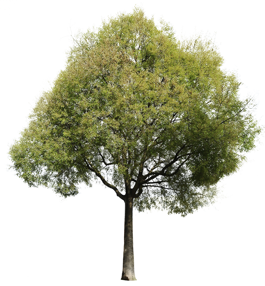 Celtis australis - cutout trees