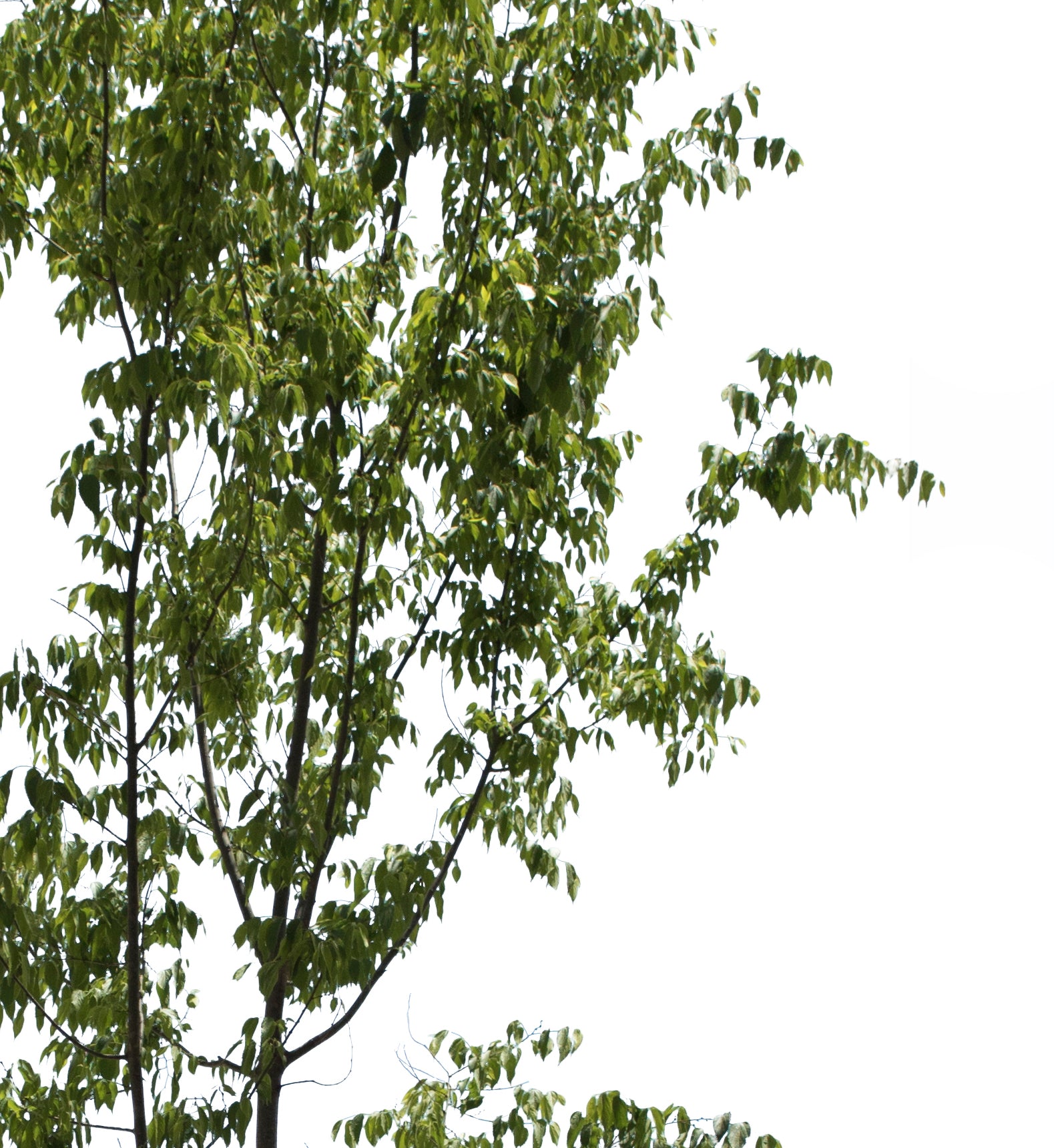 Celtis australis III - cutout trees