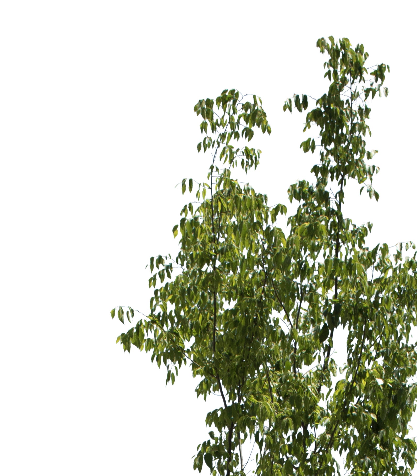 Celtis australis III - cutout trees