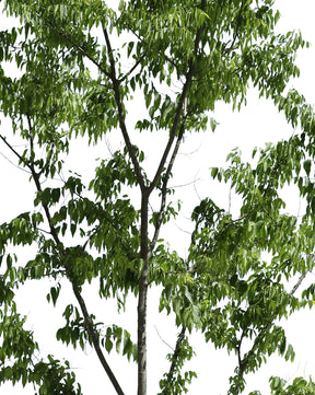 Celtis australis II - cutout trees