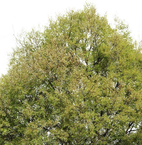 Celtis australis - cutout trees