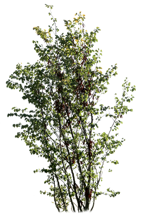 Cercis siliquastrum - Small - cutout trees