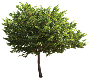 Cercis siliquastrum II - cutout trees