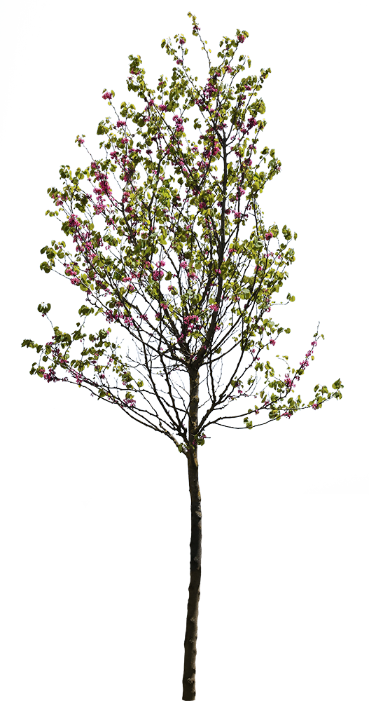 Cercis siliquastrum - cutout trees