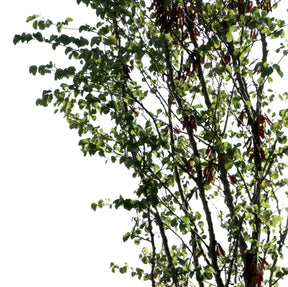 Cercis siliquastrum - Small - cutout trees